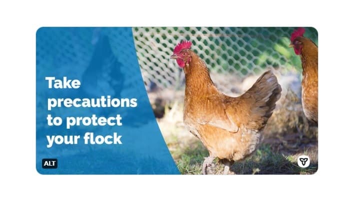 b-c-records-another-case-of-avian-flu-its-third-in-less-than-a-week