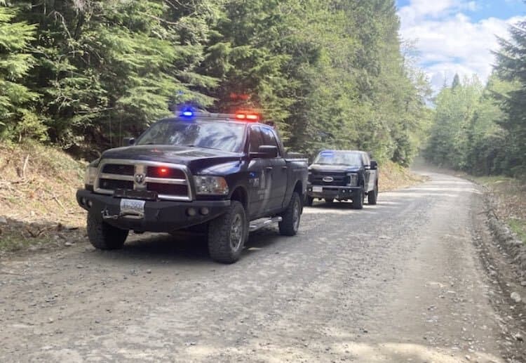 greater-vancouver-zoos-missing-wolf-tempest-is-found-safe-returned-to-pack