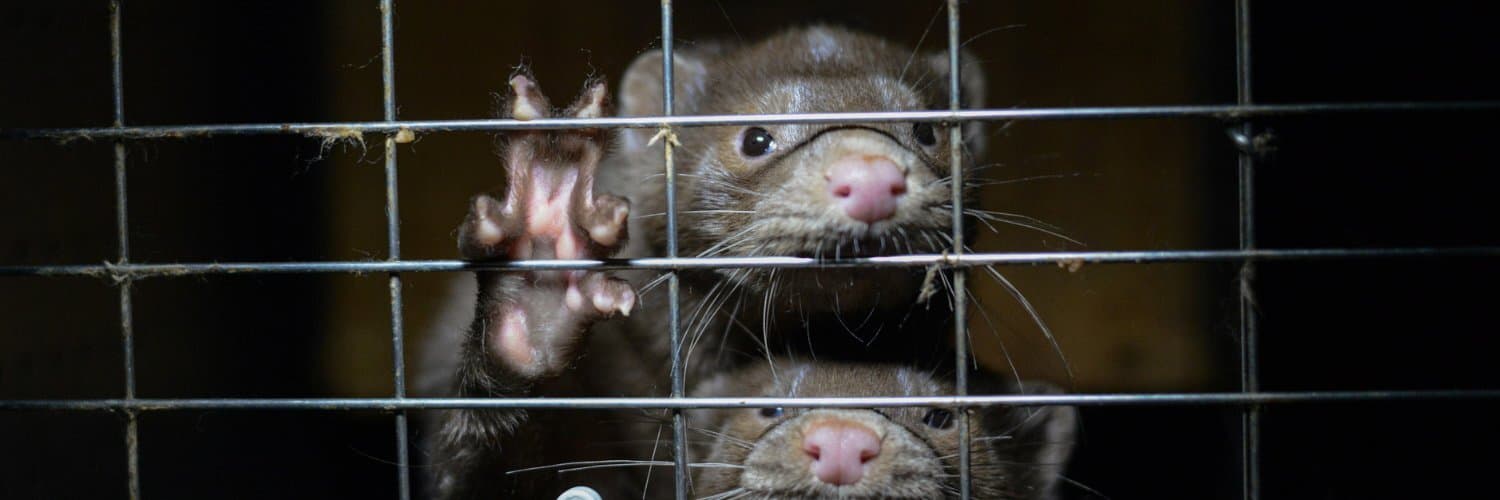 nova-scotia-planning-to-vaccinate-thousands-of-mink-against-covid-19-b-c-says-research-needed-to-determine-if-immunization-is-an-option