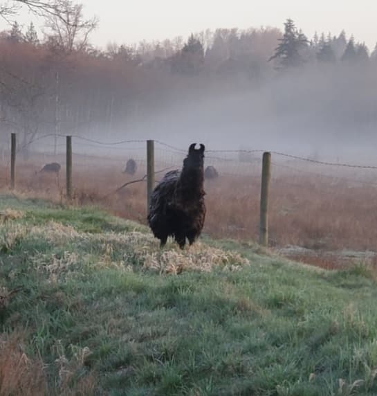 surrey-rcmp-officers-help-a-llama-get-back-safely-to-its-owners