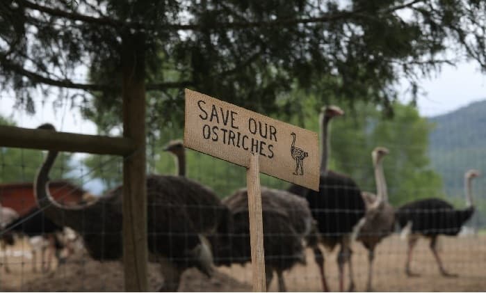 supreme-court-declines-to-hear-b-c-ostrich-farm-appeal-over-avian-flu-cull
