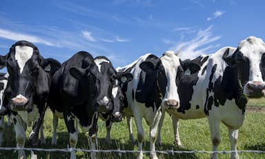 canadian-dairy-farmers-urge-ottawa-not-to-make-dairy-concessions-in-u-s-trade-talks