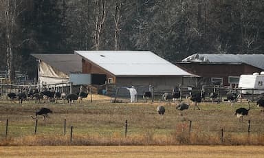 cfia-begins-ostrich-culling-at-b-c-farm-after-supreme-court-rejects-final-appeal